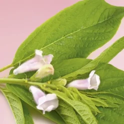 Patrice Mulato Máscara Protetora Para Cabelos Pintados